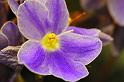 african_violet_01