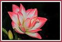 amaryllis_1