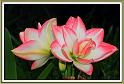 amaryllis_2