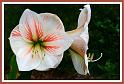 amaryllis_3