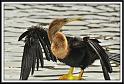 anhinga_1