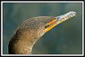 anhinga_2
