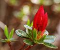azalea