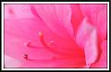 azalea_1