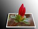 azalea_oob