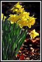 back_lit_daff