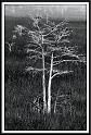 bald_cypress