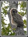 barred-owl