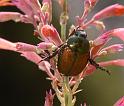 beetle