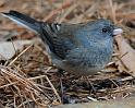 bird