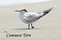 bird1