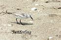 bird2