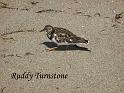 bird3