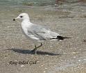 bird4
