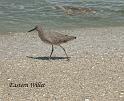 bird5