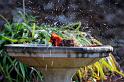 bird_bath_1