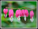 bleedingheart_1