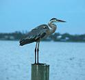blue_heron