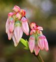 bluebells_1