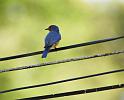 bluebird