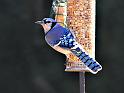 bluejay