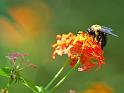 busy_bee