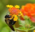 busy_bee2