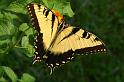 butterfly_1