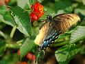 butterfly_3