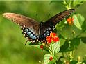 butterfly_4