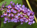 butterfly_bush