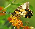 butterfly_tongue