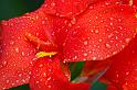 canna_lily2