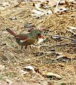 cardinal