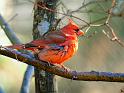cardinal_1