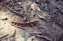 centipede