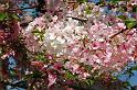 cherry_blossom