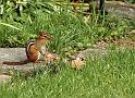 chipmunk