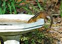 chipmunk_2