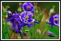 columbine_10