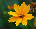 coreopsis_1