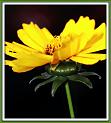 coreopsis_10