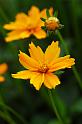 coreopsis_2