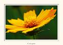 coreopsis_3-framed