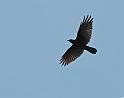 crow