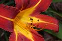 d40_lily