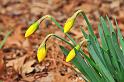 daff_01