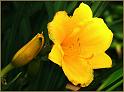 day_lily_10