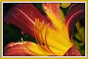 day_lily_11