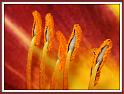 day_lily_12